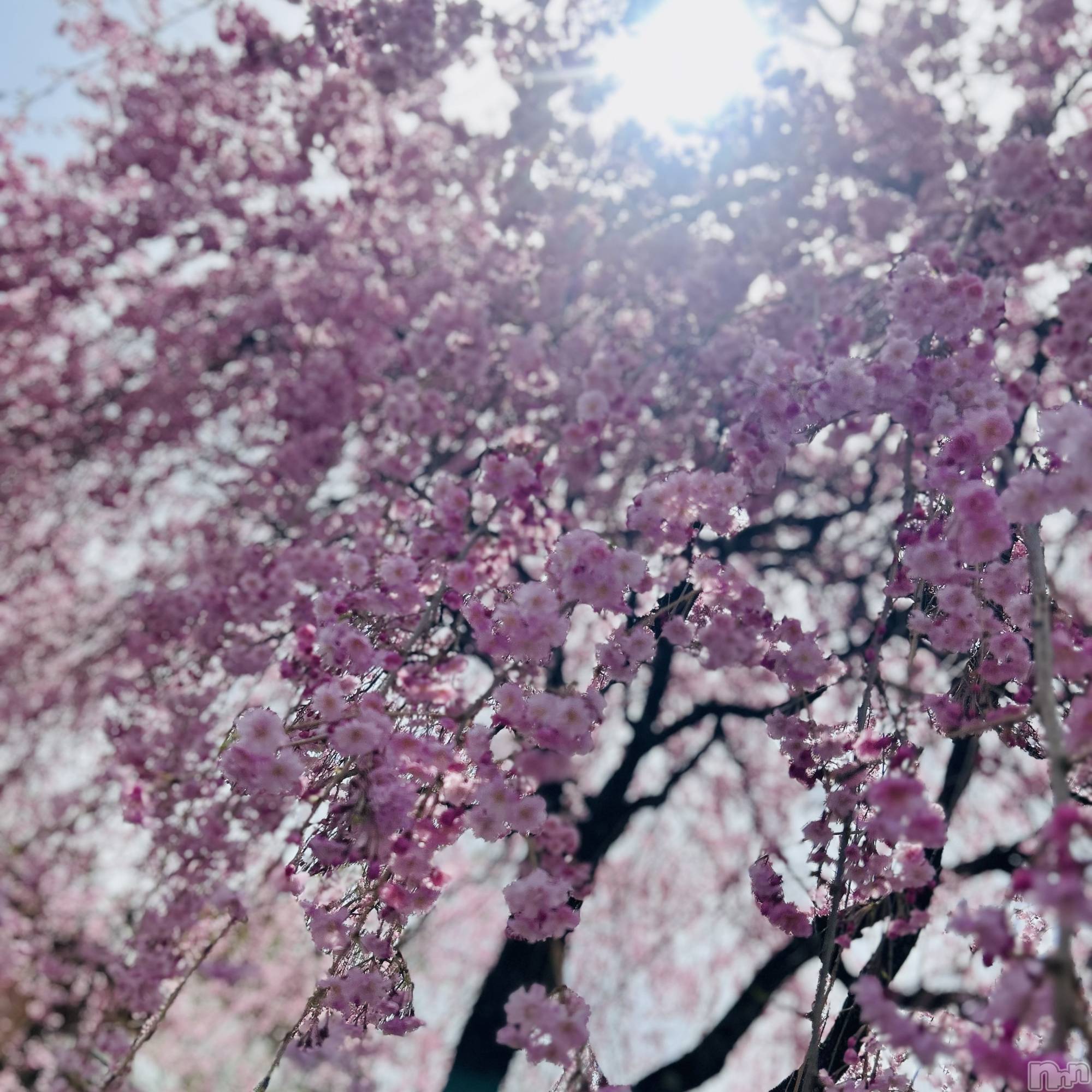 ��ˬ����Х��顦����֥���� �ץ���� ��ˬ(����� �ץ���� ����) ��2025ǯ4��22���̥�֥�����🌸��