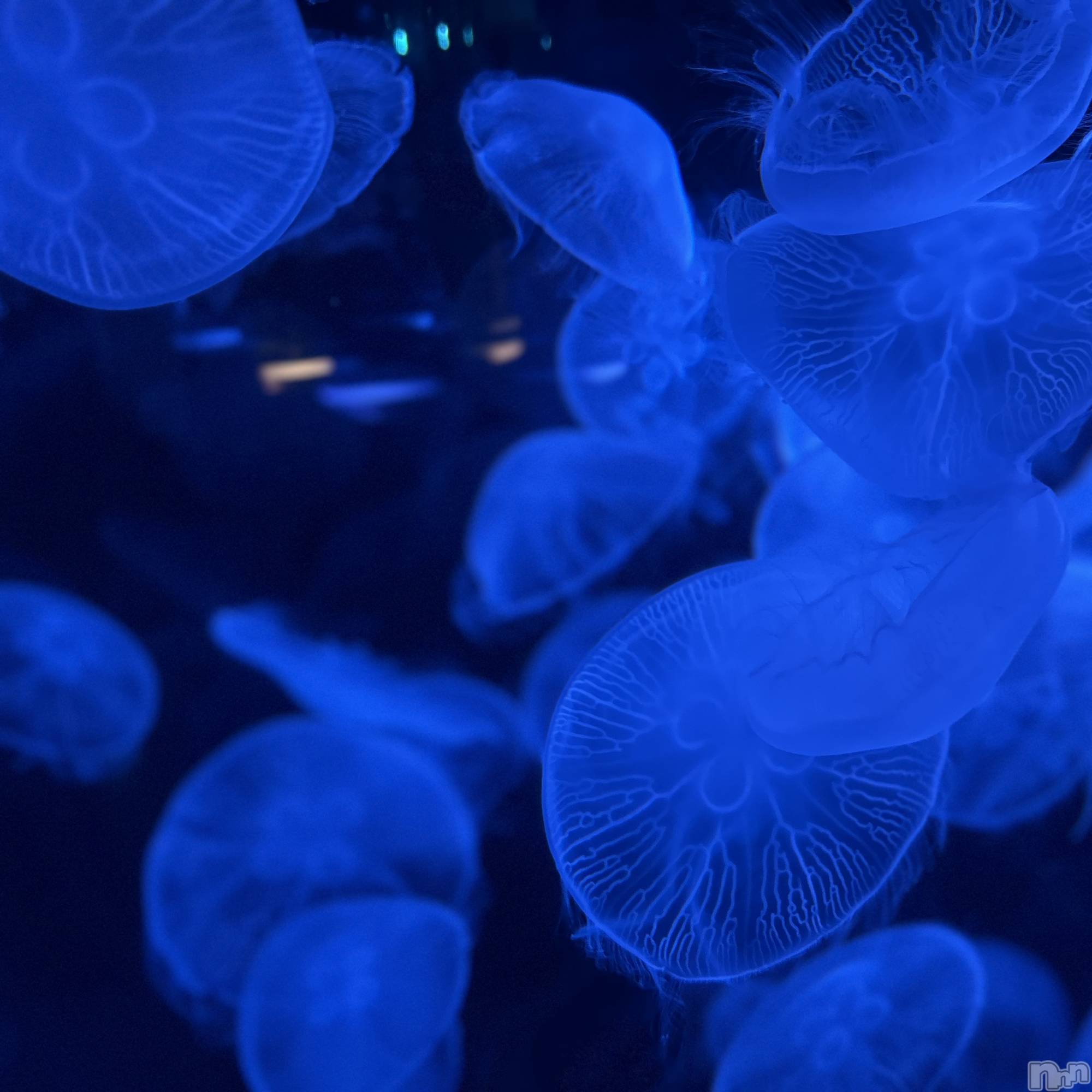 ��ˬ����Х��顦����֥���� �ץ���� ��ˬ(����� �ץ���� ����) ��2025ǯ10��1���̥�֥�����🪼��