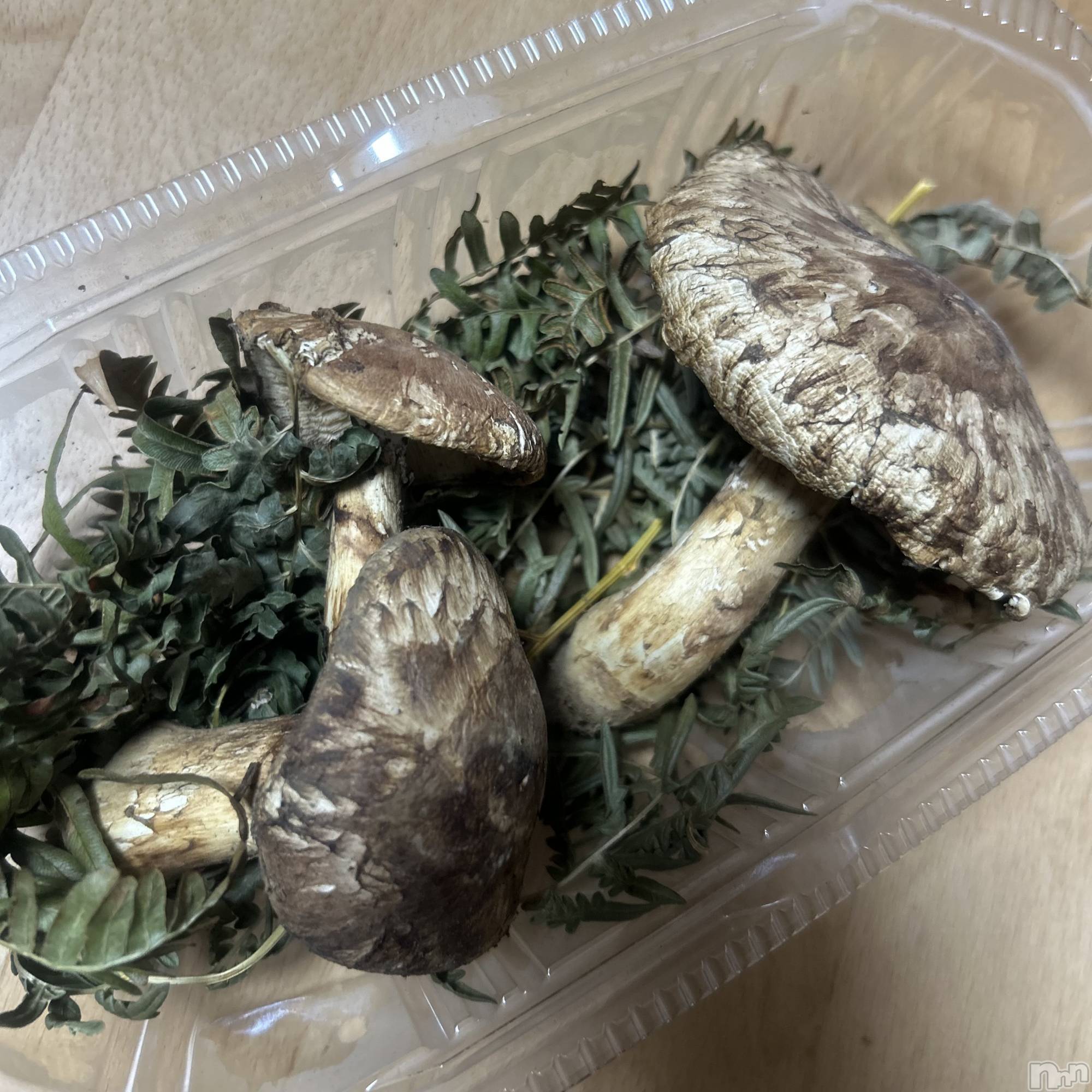 ��ˬ����Х��顦����֥���� �ץ���� ��ˬ(����� �ץ���� ����) ��2025ǯ10��27���̥�֥�����🍄‍🟫��