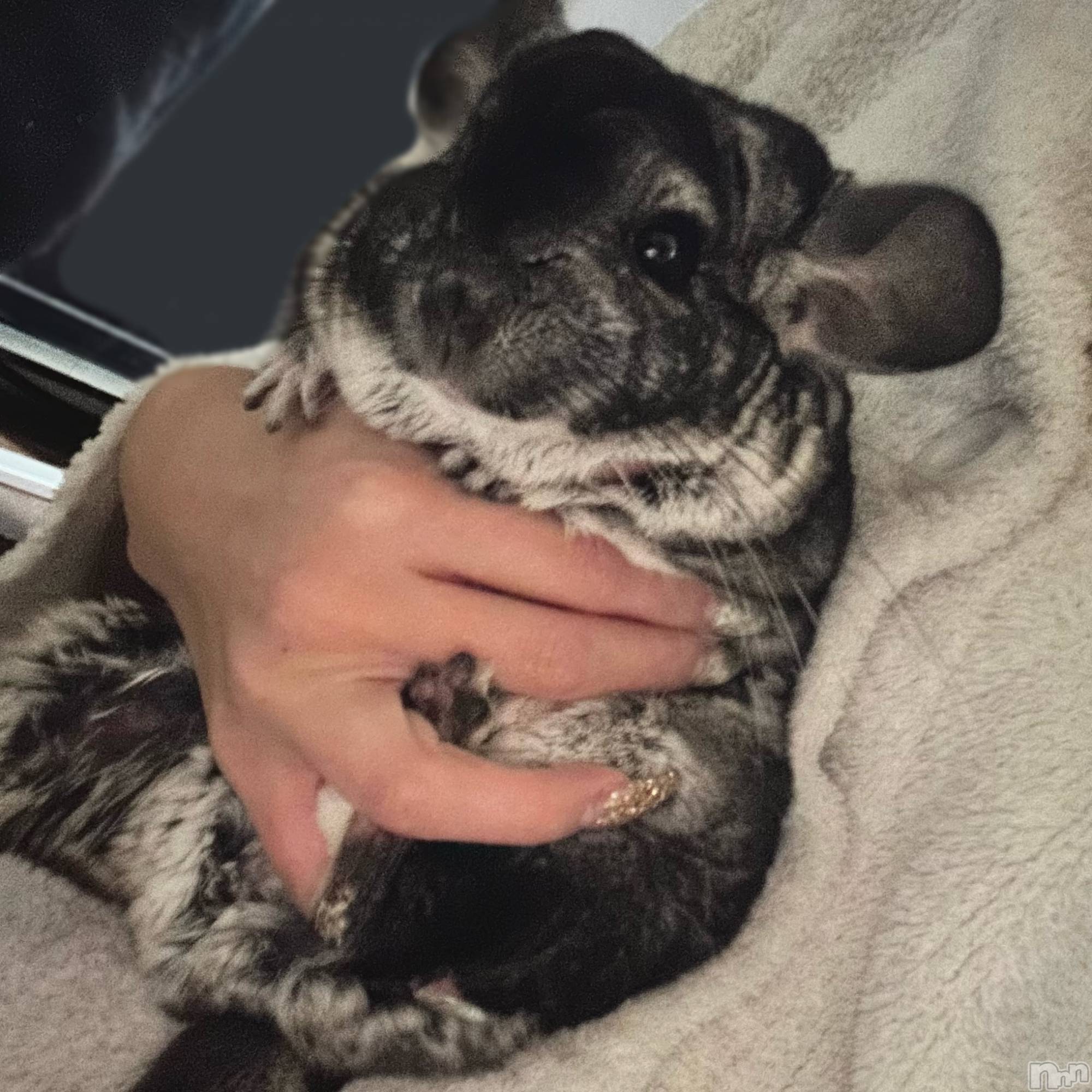 ��ˬ����Х��顦����֥���� �ץ���� ��ˬ(����� �ץ���� ����) ��2026ǯ1��10���̥�֥�����🧡��