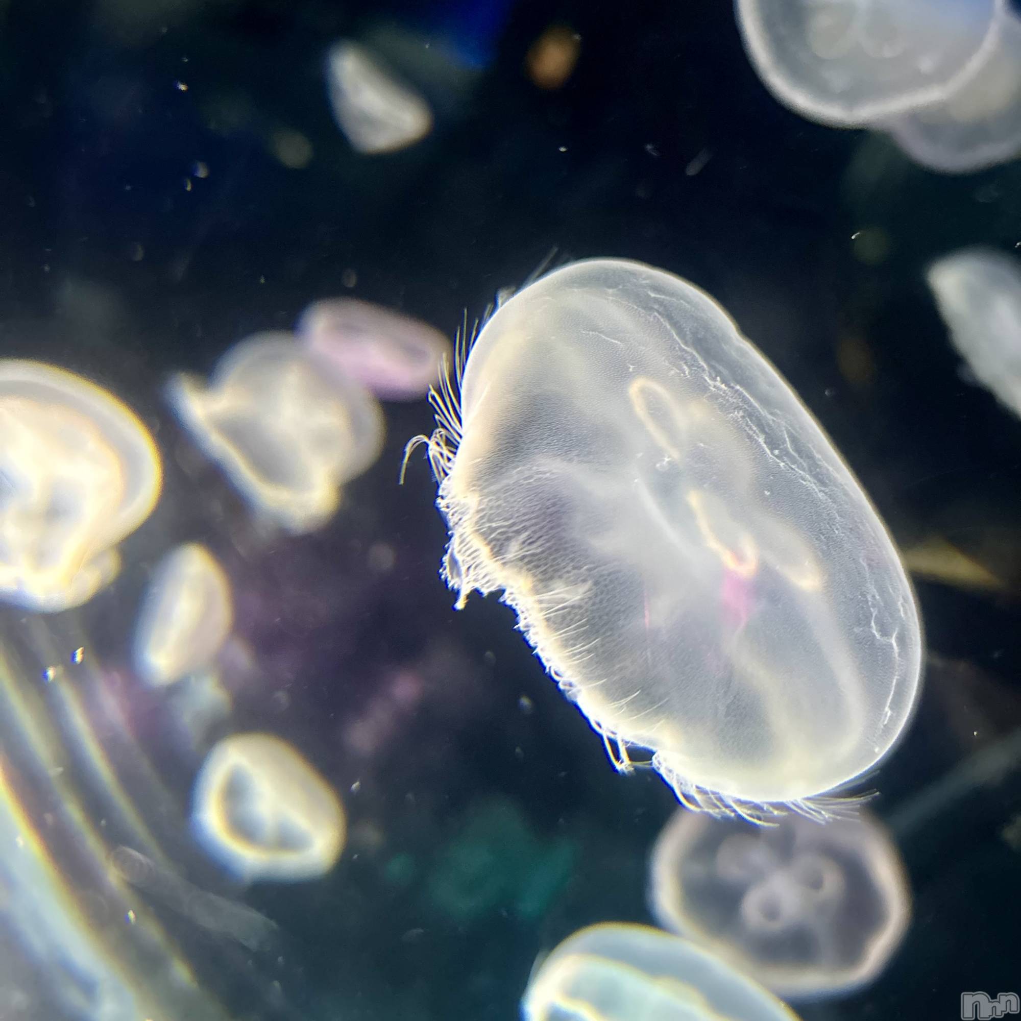 ��ˬ����Х��顦����֥���� �ץ���� ��ˬ(����� �ץ���� ����) ��2026ǯ2��18���̥�֥�����🪼��