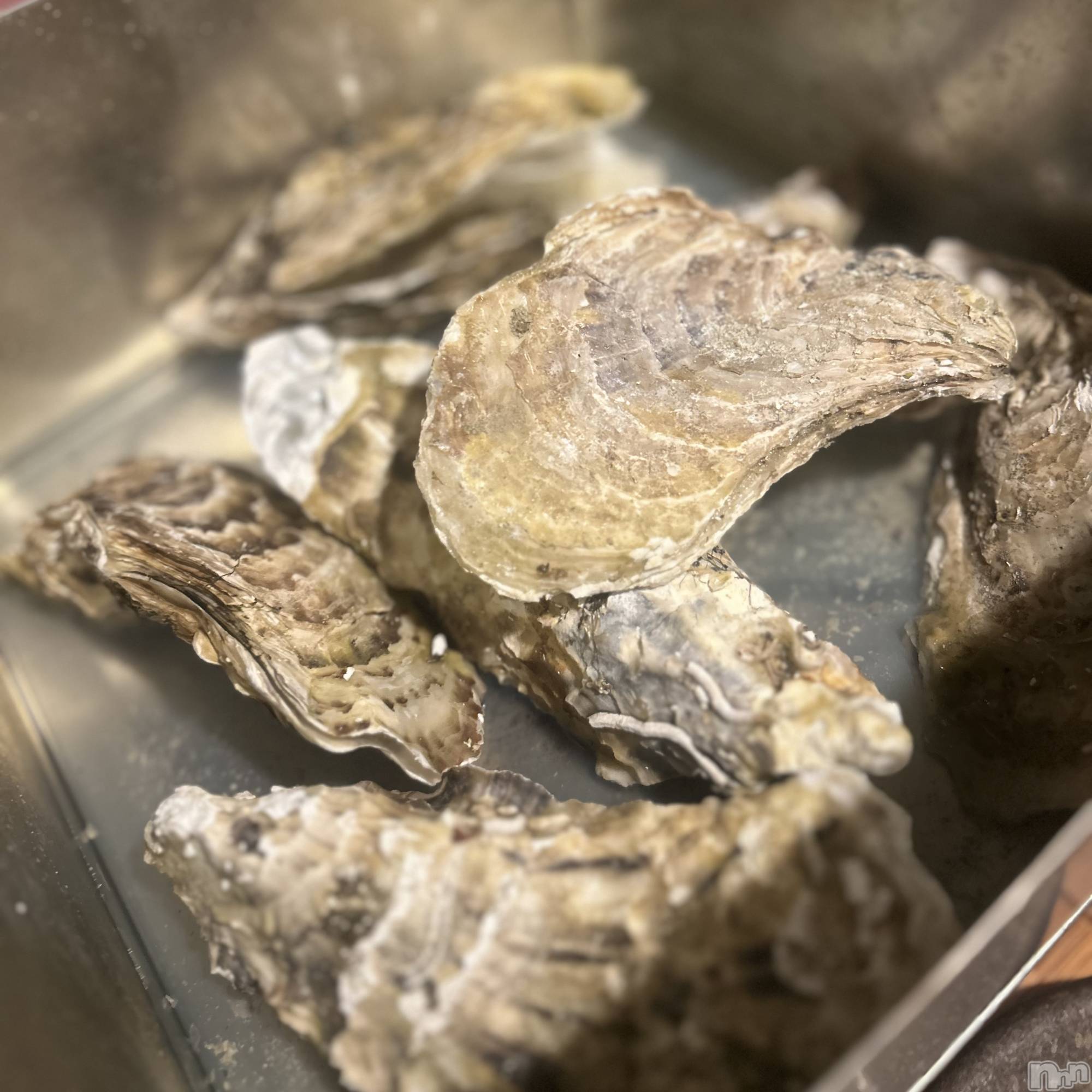 ��ˬ����Х��顦����֥���� �ץ���� ��ˬ(����� �ץ���� ����) ��2026ǯ3��4���̥�֥�����🦪��