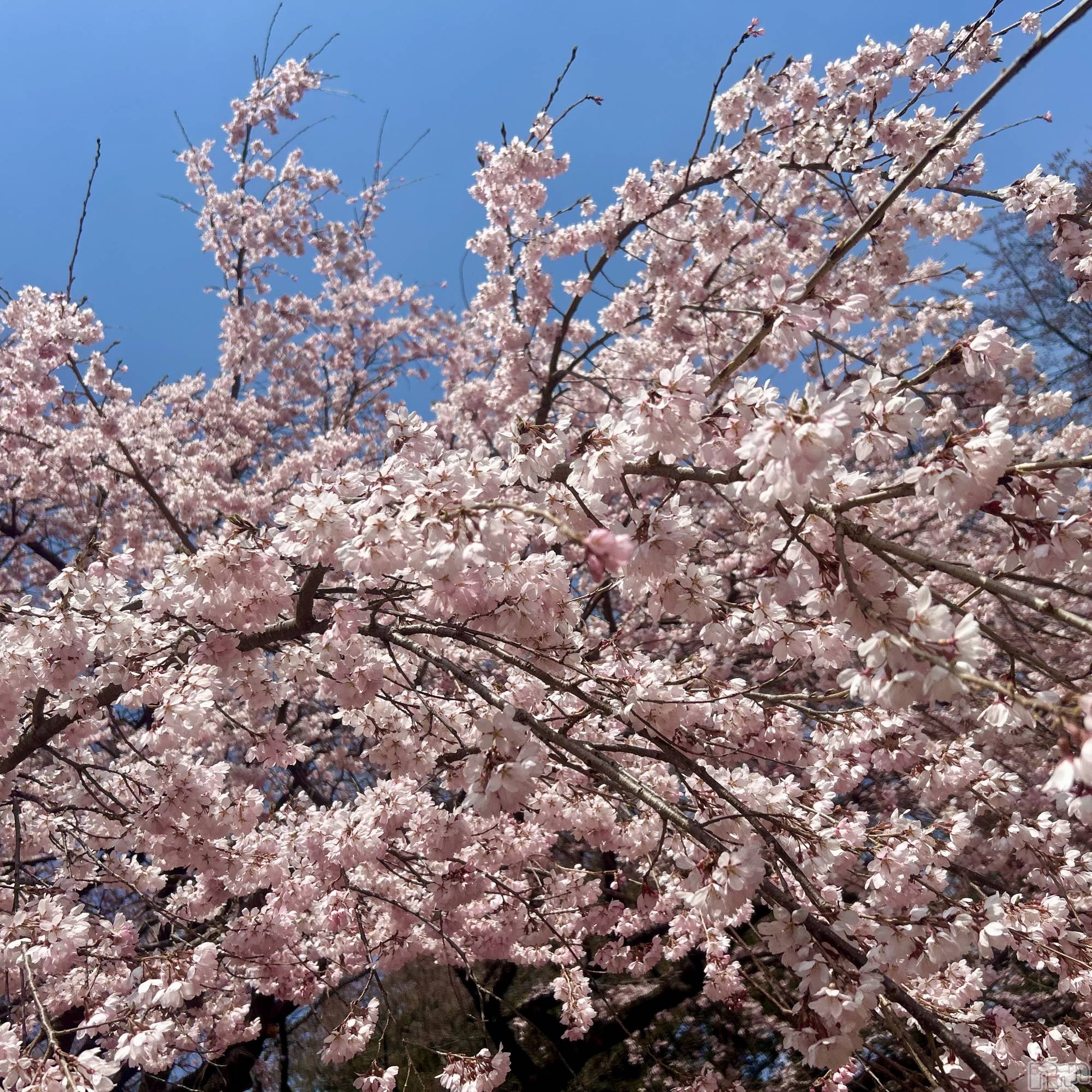 ��ˬ����Х��顦����֥���� �ץ���� ��ˬ(����� �ץ���� ����) ��2026ǯ3��30���̥�֥�����🌸��