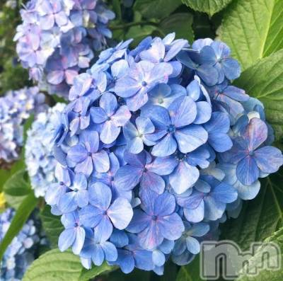 ��ˬ����Х��顦����֥���� �ץ���� ��ˬ(����� �ץ���� ����) ���� ��ʤ�5��18���̥�֥�����🌼��