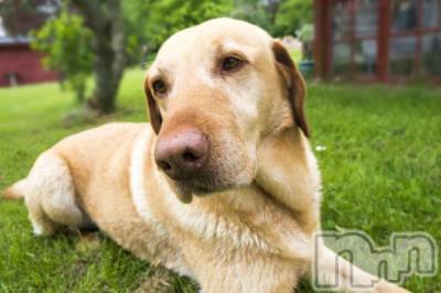 ��ˬ����Х��顦����֥���� �ץ���� ��ˬ(����� �ץ���� ����) ���� ��ʤ�5��31���̥�֥�����🐕��