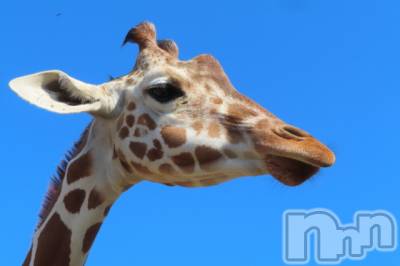 ��ˬ����Х��顦����֥���� �ץ���� ��ˬ(����� �ץ���� ����) ���� ��ʤ�6��1���̥�֥�����🦒��