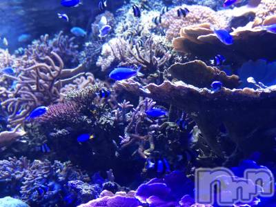 ��ˬ����Х��顦����֥���� �ץ���� ��ˬ(����� �ץ���� ����) ���� ��ʤ�6��17���̥�֥�����🐠��