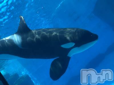 ��ˬ����Х��顦����֥���� �ץ���� ��ˬ(����� �ץ���� ����) ���� ��ʤ�6��20���̥�֥�����🐋��