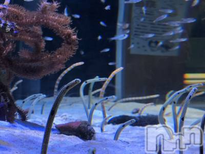 ��ˬ����Х��顦����֥���� �ץ���� ��ˬ(����� �ץ���� ����) ���� ��ʤ�6��21���̥�֥�����🪸��