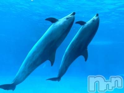 ��ˬ����Х��顦����֥���� �ץ���� ��ˬ(����� �ץ���� ����) ���� ��ʤ�6��22���̥�֥�����🐬��