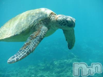 ��ˬ����Х��顦����֥���� �ץ���� ��ˬ(����� �ץ���� ����) ���� ��ʤ�6��19���̥�֥�����🐢��