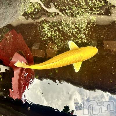 ��ˬ����Х��顦����֥���� �ץ���� ��ˬ(����� �ץ���� ����) ���� ��ʤ�7��19���̥�֥�����🐟��