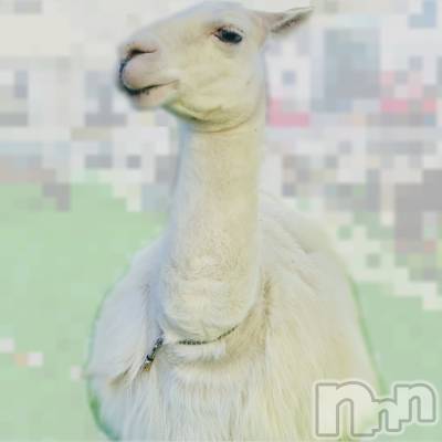 ��ˬ����Х��顦����֥���� �ץ���� ��ˬ(����� �ץ���� ����) ���� ��ʤ�1��20���̥�֥�����🦙��