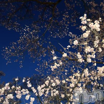 ��ˬ����Х��顦����֥���� �ץ���� ��ˬ(����� �ץ���� ����) ���� ��ʤ�4��12���̥�֥�����🌸��