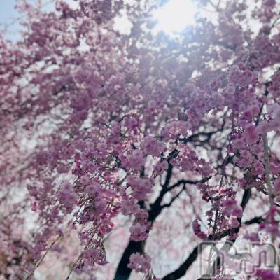 ��ˬ����Х��顦����֥���� �ץ���� ��ˬ(����� �ץ���� ����) ���� ��ʤ�4��22���̥�֥�����🌸��