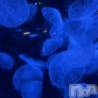 ��ˬ����Х��顦����֥���� �ץ���� ��ˬ(����� �ץ���� ����) ���� ��ʤ�10��1���̥�֥�����🪼��