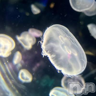 ��ˬ����Х��顦����֥���� �ץ���� ��ˬ(����� �ץ���� ����) ���� ��ʤ�2��18���̥�֥�����🪼��