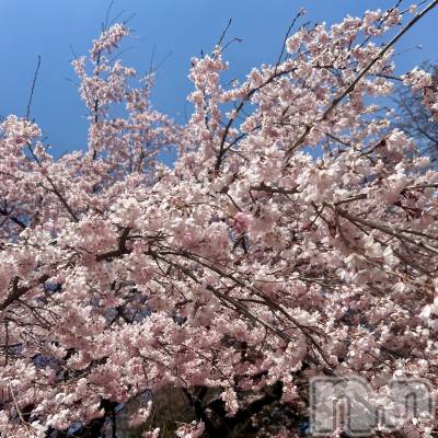 ��ˬ����Х��顦����֥���� �ץ���� ��ˬ(����� �ץ���� ����) ���� ��ʤ�3��30���̥�֥�����🌸��