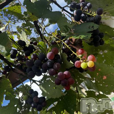 ��ˬ����Х��顦����֥���� �ץ���� ��ˬ(����� �ץ���� ����) ���� ��ʤ�8��21���̥�֥�����🍇��