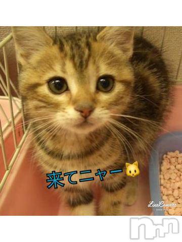 新潟人妻デリヘル熟女の風俗 最終章(ジュクジョノフウゾクサイシュウショウ)みま(45)の2024年6月14日写メブログ「待ってるみま🐱」