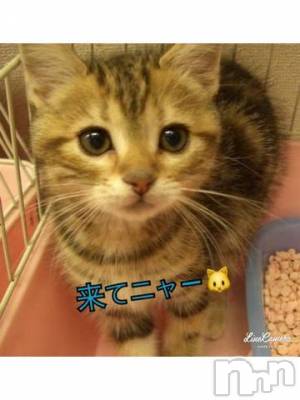新潟人妻デリヘル 熟女の風俗 最終章(ジュクジョノフウゾクサイシュウショウ) みま(45)の6月14日写メブログ「待ってるみま🐱」