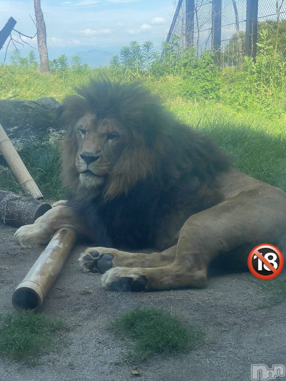 ĮХ顦֥ ץ ( ץ ) 2024ǯ626̥֥🦁