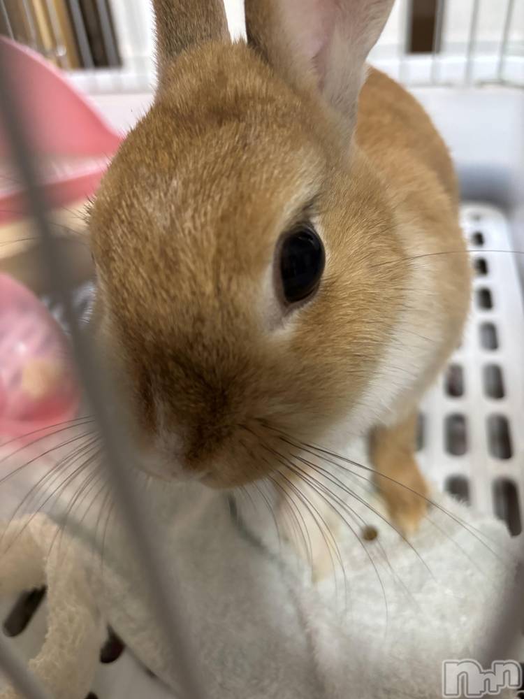 ĮХ顦club Lily -֥ꥣ-(֥ꥣ) ޤʤߤ814̥֥🐰