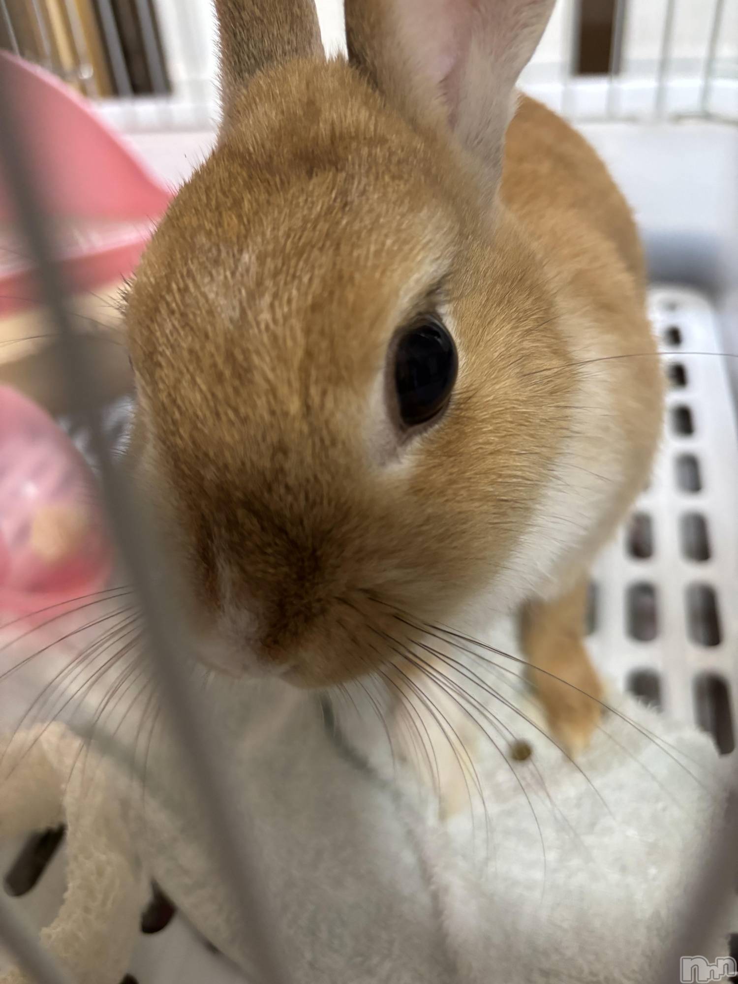 ĮХ顦club Lily -֥ꥣ-(֥ꥣ) 2024ǯ814̥֥🐰