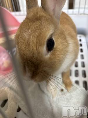 ĮХ顦club Lily -֥ꥣ-(֥ꥣ) ޤʤߤ814̥֥🐰