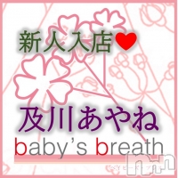 baby's breath