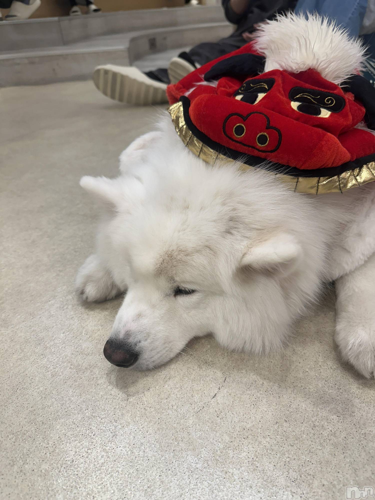 ���ܱ������ʥå��������륺�С�Girls bar Zenith(�����륺�С����˥�) ��2026ǯ1��22���̥�֥�����⑅︎ᩥ𞄵•ܸ · •ܸ⑅︎ᩥ𞄵��