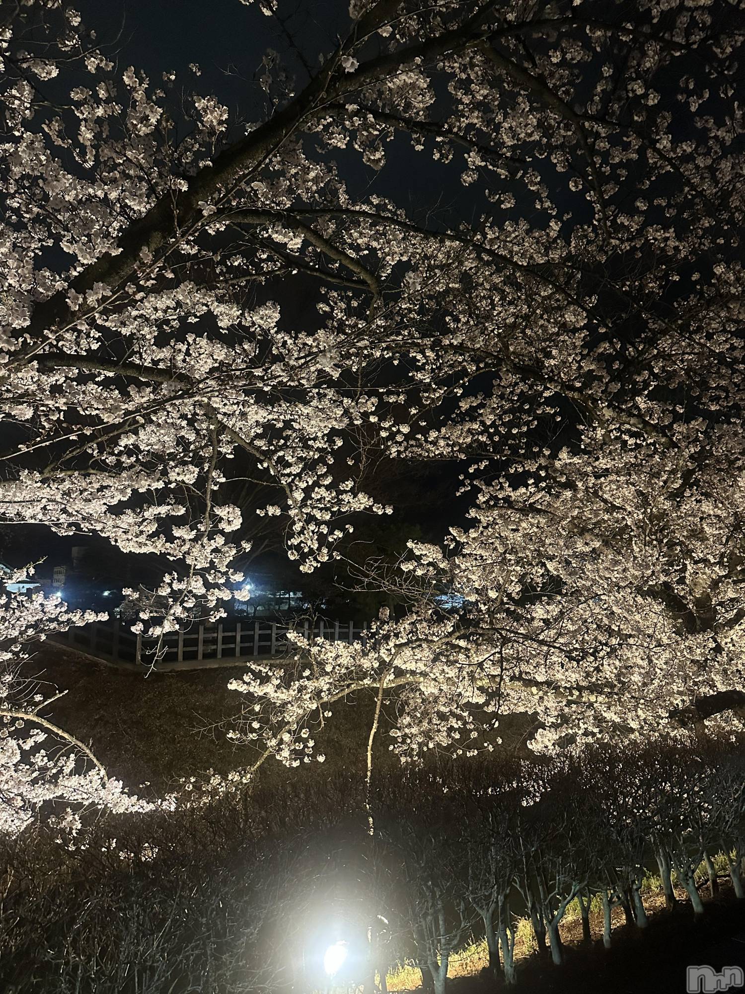 ���ܱ������ʥå��������륺�С�Girls bar Zenith(�����륺�С����˥�) ��2026ǯ4��10���̥�֥�����𓂃🌸𓈒𓏸��