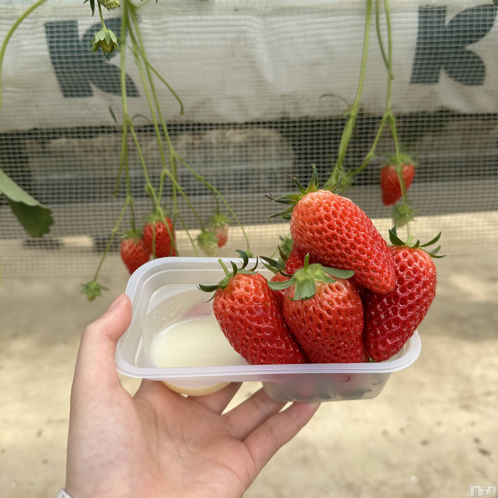 ���ܱ������ʥå��������륺�С�Girls bar Zenith(�����륺�С����˥�) ��2026ǯ4��16���̥�֥�����🍓��