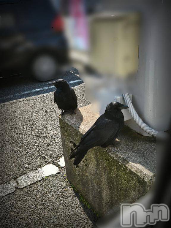新潟人妻デリヘル熟女の風俗 最終章(ジュクジョノフウゾクサイシュウショウ)ひまわり(43)の2025年3月24日写メブログ「15日、23日のラブレターだよ💌🕊 𓂃𓈒 𓂂𓏸」