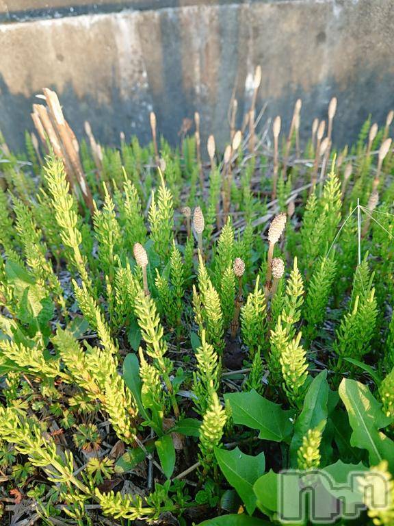 長岡デリヘルBIANCA～主人の知らない私～長岡店(ビアンカナガオカテン) 篠宮　るう(39)の4月10日写メブログ「こんにちは❤️」