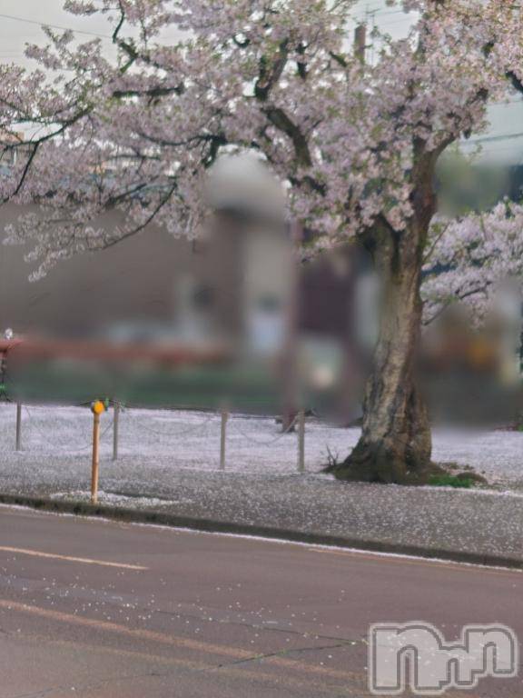 長岡デリヘルBIANCA～主人の知らない私～長岡店(ビアンカナガオカテン) 篠宮　るう(39)の4月20日写メブログ「桜の絨毯じゅうたんたん🎶」