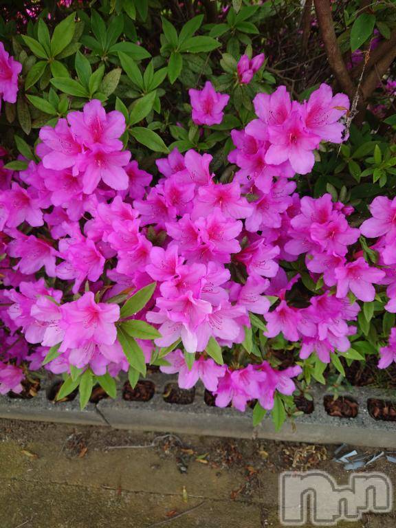 長岡デリヘルBIANCA～主人の知らない私～長岡店(ビアンカナガオカテン) 篠宮　るう(39)の5月16日写メブログ「お礼日記💌」