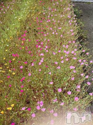 長岡デリヘル BIANCA～主人の知らない私～長岡店(ビアンカナガオカテン) 篠宮　るう(39)の1月24日写メブログ「おはようございます👋ってもうお昼じゃん」