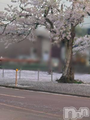 長岡デリヘル BIANCA～主人の知らない私～長岡店(ビアンカナガオカテン) 篠宮　るう(39)の4月20日写メブログ「桜の絨毯じゅうたんたん🎶」