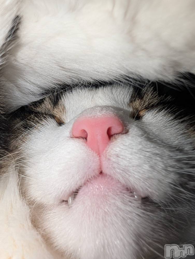 ʥå륺СSnack amie(ʥå ) ͮ65ֿ̥֥ǭϰ🐱