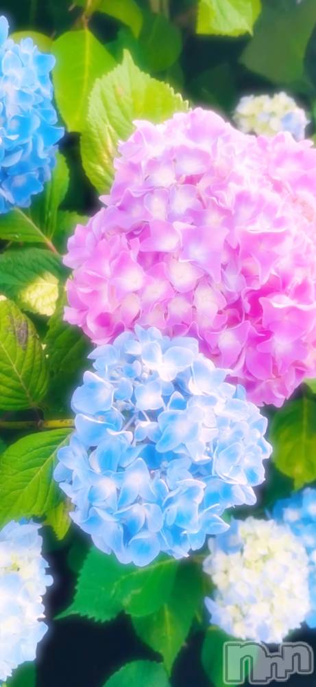 ĮХ顦֥ ץ ( ץ ) ꡡʤʤ731̥֥731 2107ʬΥ֥