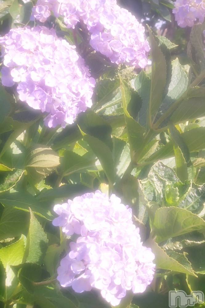ĮХ顦֥ ץ ( ץ ) ꡡʤʤ813̥֥813 1532ʬΥ֥