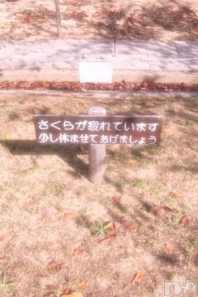 ĮХ顦֥ ץ ( ץ ) ꡡʤʤ1012̥֥1012 2043ʬΥ֥