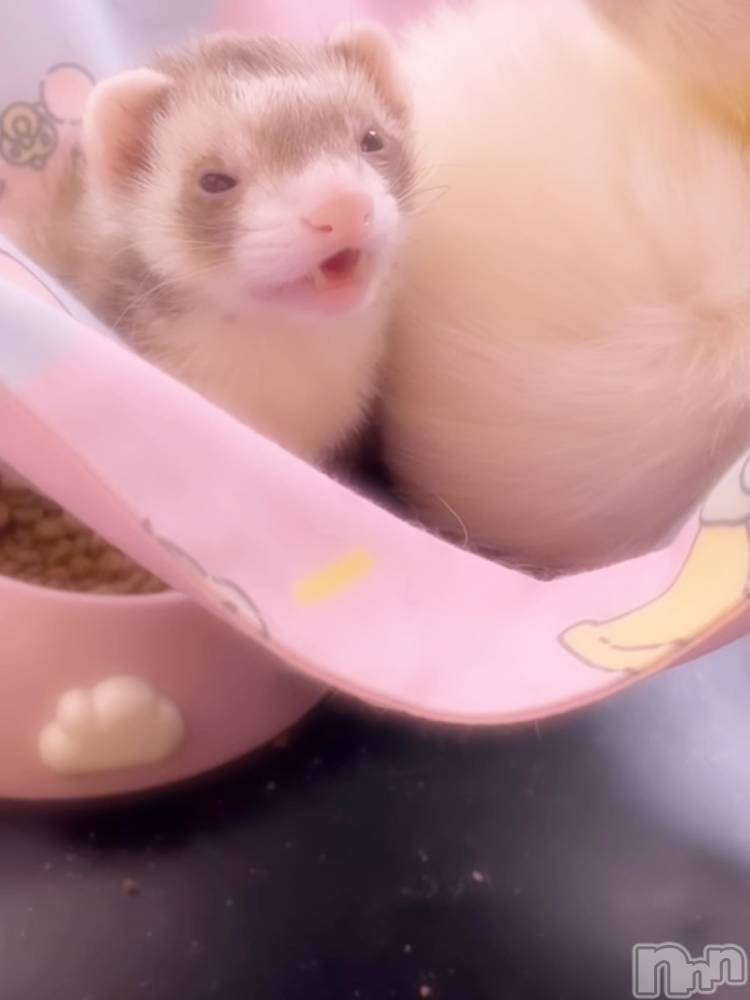 ĮХ顦֥ ץ ( ץ ) ꡡʤʤ1116̥֥1116 1707ʬΥ֥