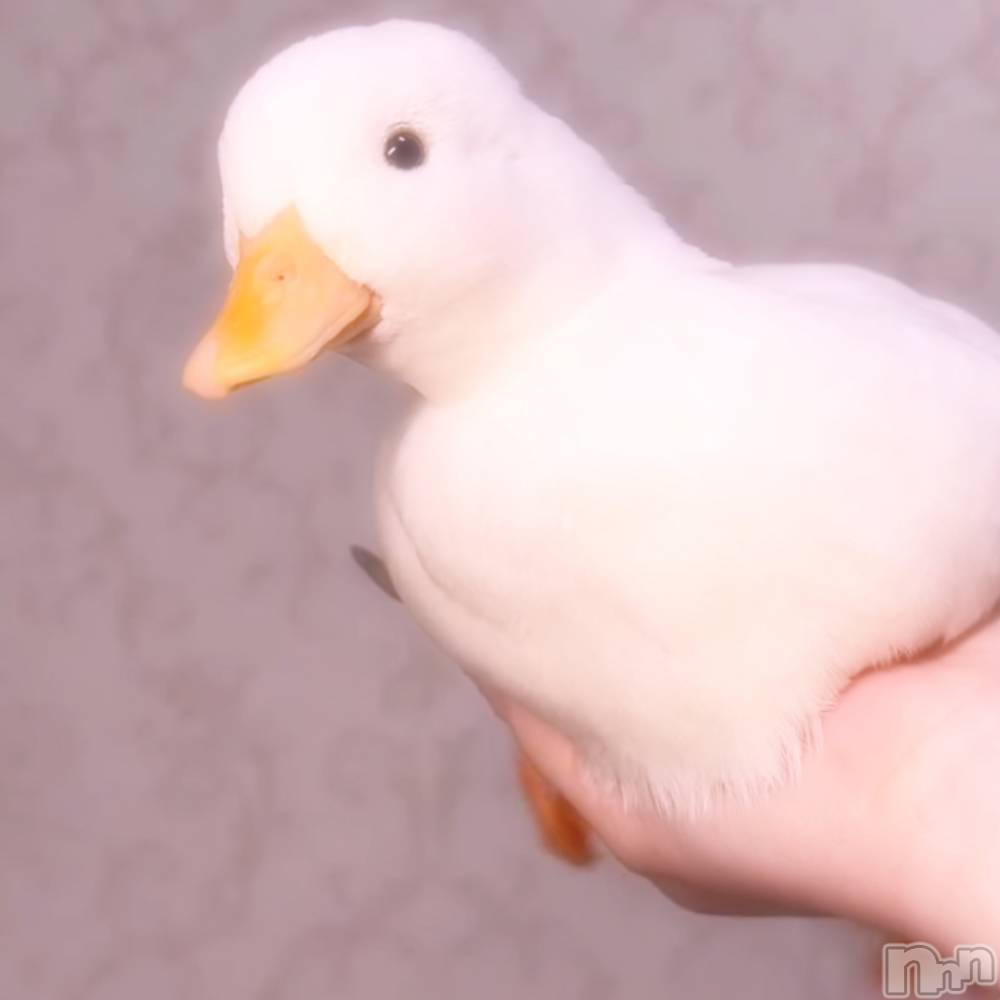 ĮХ顦֥ ץ ( ץ ) ꡡʤʤ512̥֥512 2010ʬΥ֥