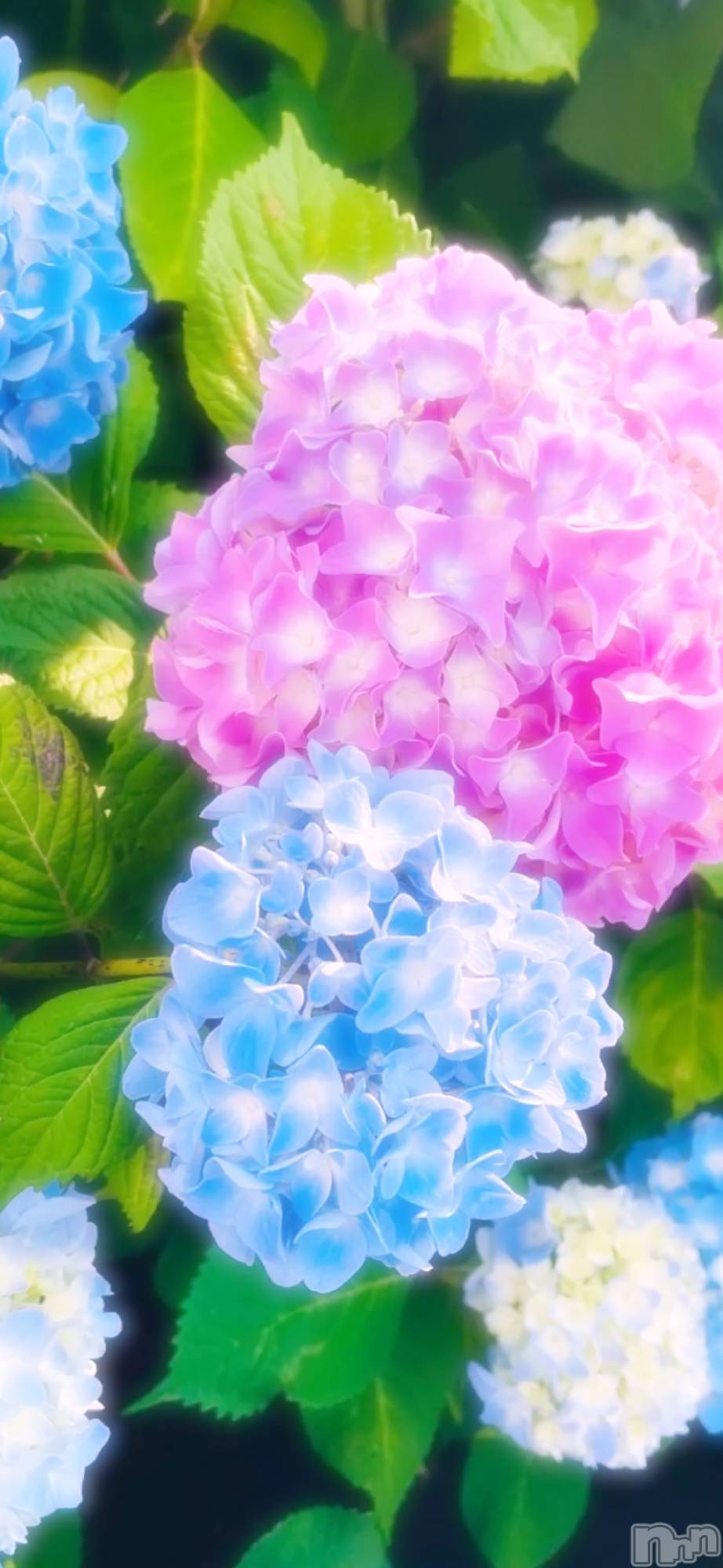 ĮХ顦֥ ץ ( ץ ) 2024ǯ731̥֥731 2107ʬΥ֥