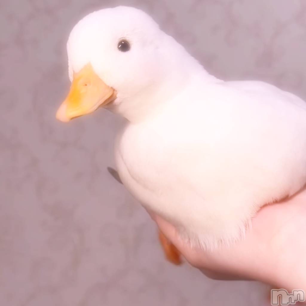 ĮХ顦֥ ץ ( ץ ) 2025ǯ512̥֥512 2010ʬΥ֥