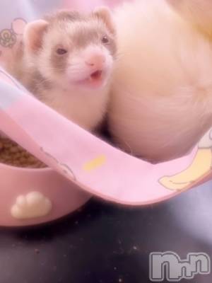 ĮХ顦֥ ץ ( ץ ) ꡡʤ(18)1116̥֥1116 1707ʬΥ֥