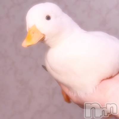 ĮХ顦֥ ץ ( ץ ) ꡡʤ(18)512̥֥512 2010ʬΥ֥