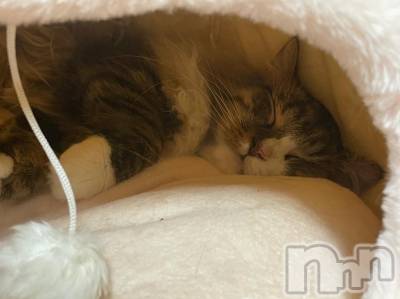 上越デリヘル HONEY(ハニー) みずほ(♪♪)(32)の10月31日写メブログ「＼2日目よろしくお願いしまーす／」